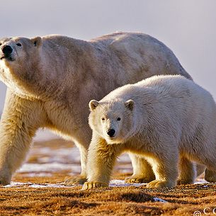 Barter Island Polar Bears 08