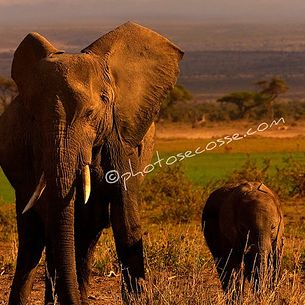 Elephant Mother and Child Amboseli, Kenya .Africa.
