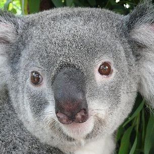 Koala Portrait - Phascolarctos Cinereus