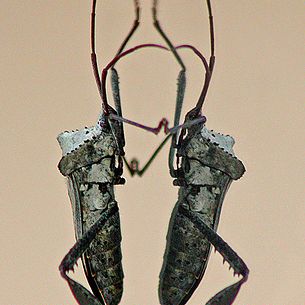 Leaf-footed Bug - guB detoof-faeL (Acanthocephala declivis)