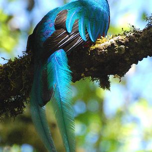 Male Resplendent Quetzal