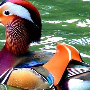 mandarin duck in full color