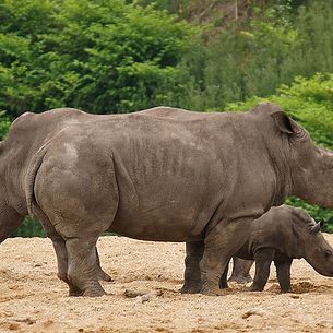 Mother and aunt give baby rhino protection