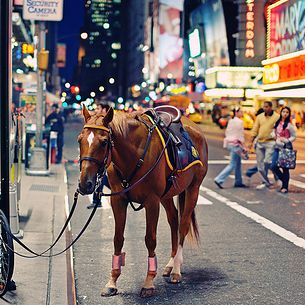 New York City - The Police Horse