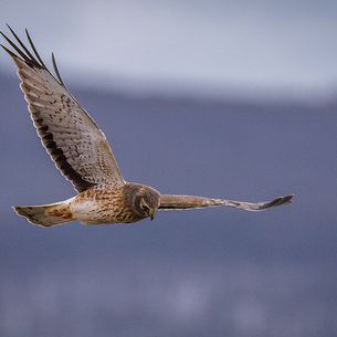 Northern Harrier on a Cloudy Day