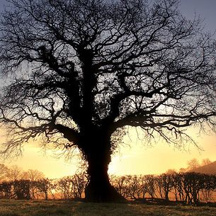 Oak Tree - Glastonbury
