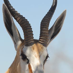 Portrait d'un gentil springbok