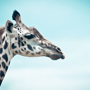 Rare Kenyan Giraffe