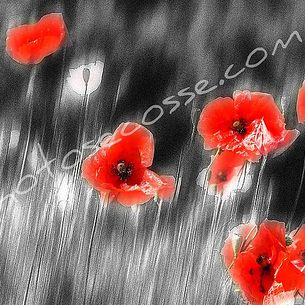 Red poppies, Corsica.