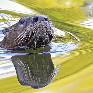 River Otter (Lontra canadensis) (Lutra canadensis)
