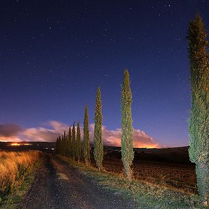 Starry Sky Over a Cypress Road