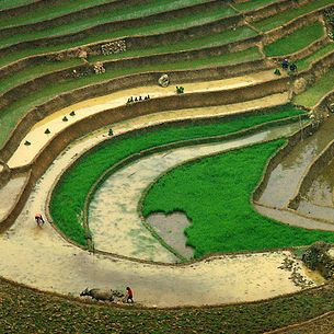 The Eye of the Rice paddies